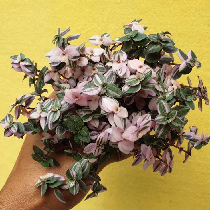 ต้นไม้อวบน้ำ กุหลาบหิน ริบบิ้นชาลี เบียงก้า #succulent #Callisia repens #ริบบิ้นชาลี #สีชมพู - รูปที่ 7