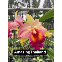 กล้วยไม้แคทลียาอเมซิ่งไทยแลนด์