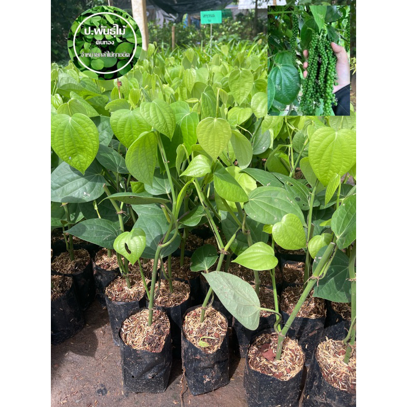 ต้นพริกไทย ต้นพริกไทยซีลอน รากแน่น พร้อมลงปลูก เสียหายเคลมฟรี