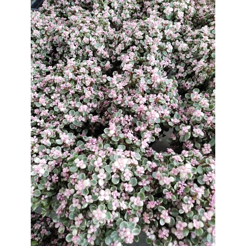ไม้อวบน้ำ ปะการัง สายรุ้ง Crassula portulacaria afra variegata