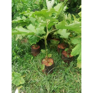 ต้นมะเขือพวง ผักสวนครัว ไม้ถุง 4 นิ้ว ราคา 19 บาท