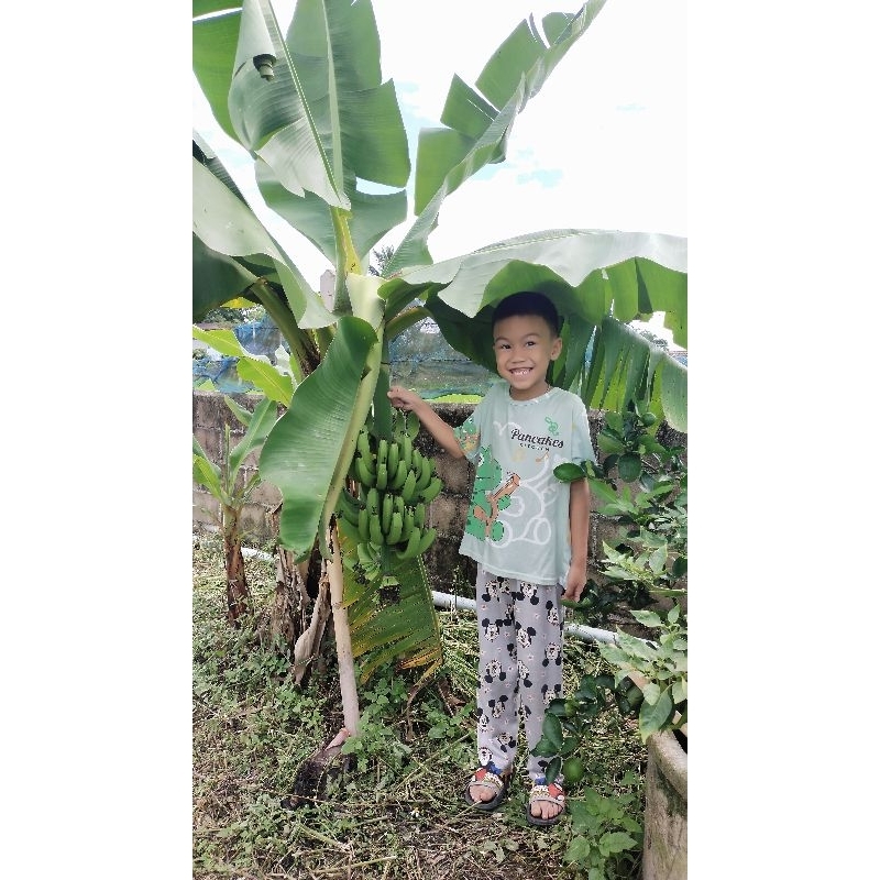 กล้วยหอมพันธ์แคระ ให้เคลือกล้วยใหญ่ ต้นเตี้ยดูแลง่ายปลูกได้ทุกพื้นที่ในประเทศไทย