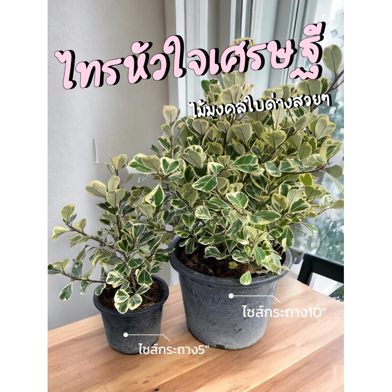ต้นไทรหัวใจเศรษฐี/สาริกาใบด่าง ชื่อมงคล ไม้ประดับทนแดด
