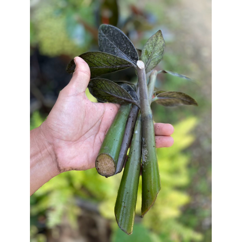 กวักมรกตดำ (กิ่งตัดทอนอวบๆ) Zamioculcas zamifolia black