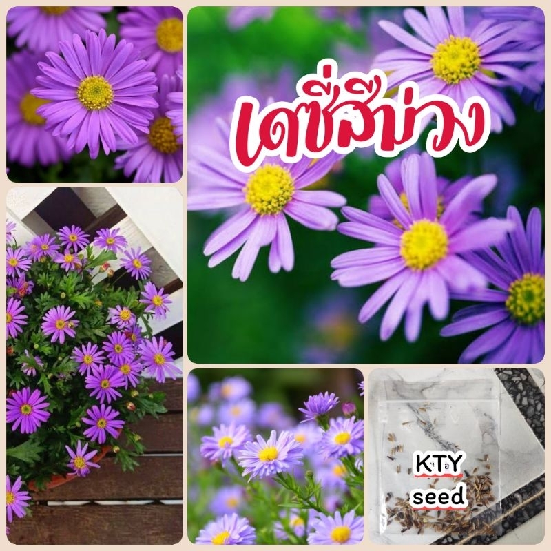 เดซี่ม่วง 100 เมล็ด​ เดซี่กระถางสายพันธุ์​เตี้ย ดอกไม้