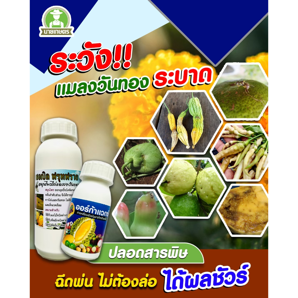 ชุดป้องกันและกำจัดแมลงวันทอง #ออร์ก้าแวกซ์ + #เฮอเบิลฟรุทฟราย ตัดวงจรชีวิต หมดสิทธิ์วางไข่ ปลอดภัยต่อผลผลิต