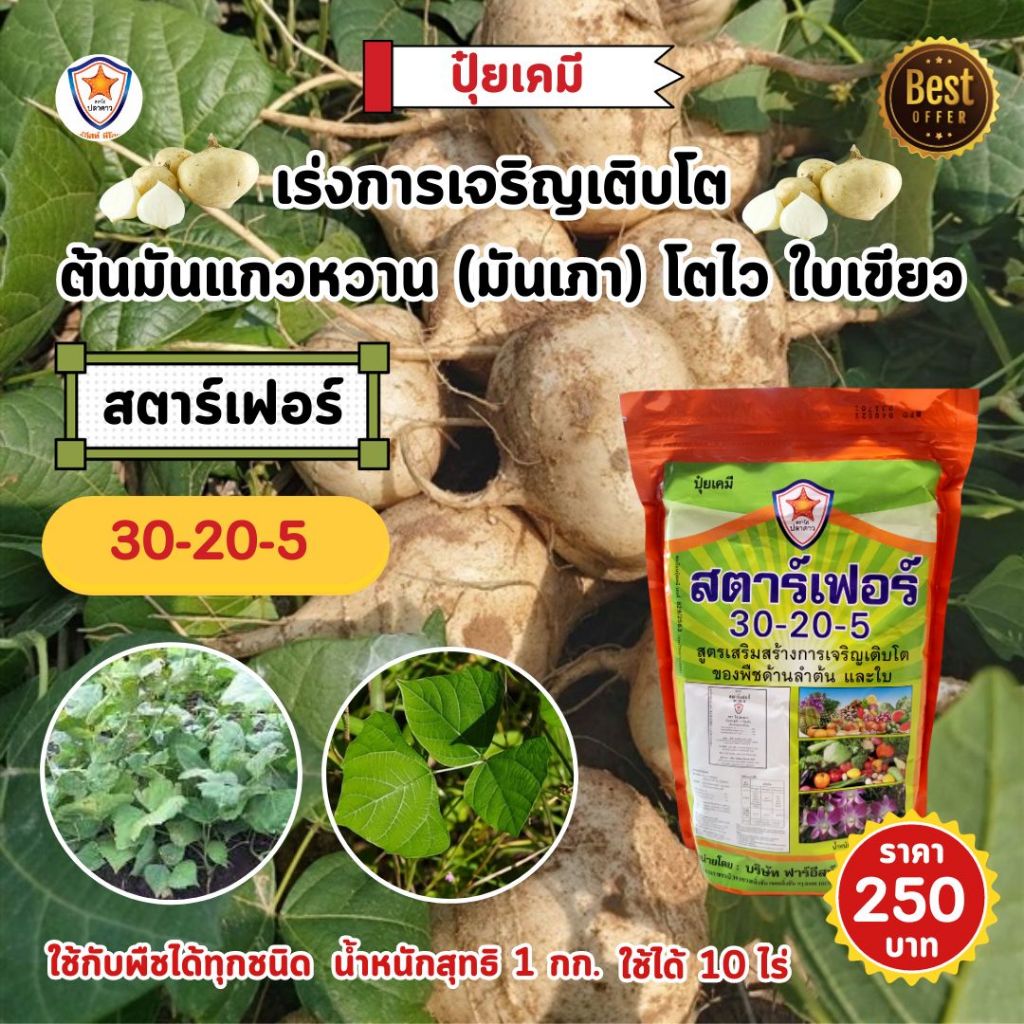 ปุ๋ย ฉีดพ่น ต้นมันแกวหวาน (มันเภา) โตไว ใบเขียว เร่งราก เร่งดอก หัวใหญ่ ดกเต็มต้น น้ำหนักดี เพิ่มผลผลิต โดย สตาร์เฟอร์