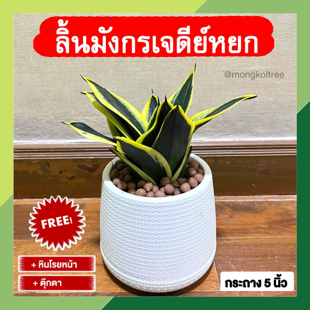 (ฟรี! หินโรยหน้า + ตุ๊กตา) ลิ้นมังกรเจดีย์หยก พร้อมกระถางต้นไม้ 5 นิ้ว หยกมรกต ขอบทองสวยงาม ฟอร์มสวย ต้นไม้มงคล ต้นไม้หา