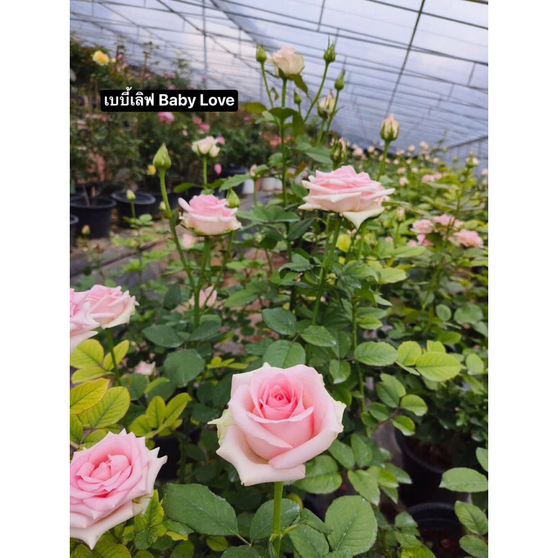 กุหลาบ-เบบี้เลิฟ “Baby Love” สีชมพู ดอกใหญ่ บานทน
