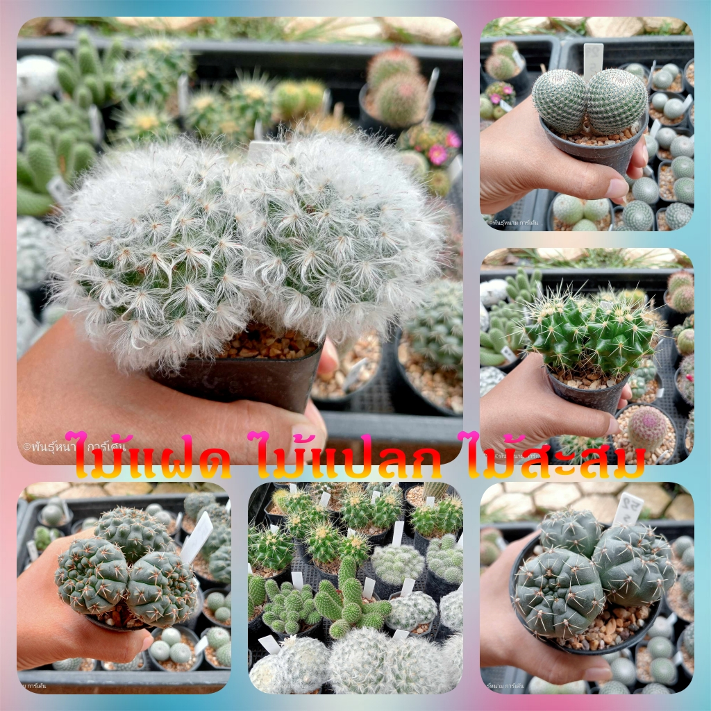 ไม้แฝด ไม้แปลก ลำดับที่ 1- 49 คัดพิเศษ รากเดียวกันทุกต้น ราคาเบาๆ ต้นกระบองเพชร ต้นแคคตัส (แคคตัส กระบองเพชร)