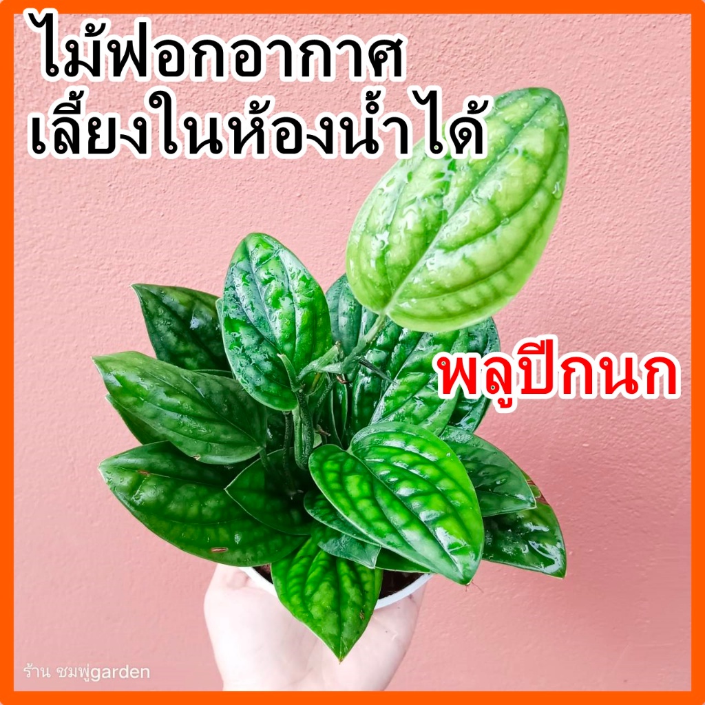 ต้นพลูระเบิด พลูปีกนก กระถางขาว พร้อมจานรอง ต้นไม้ฟอกอากาศ ต้นไม้ประดับ