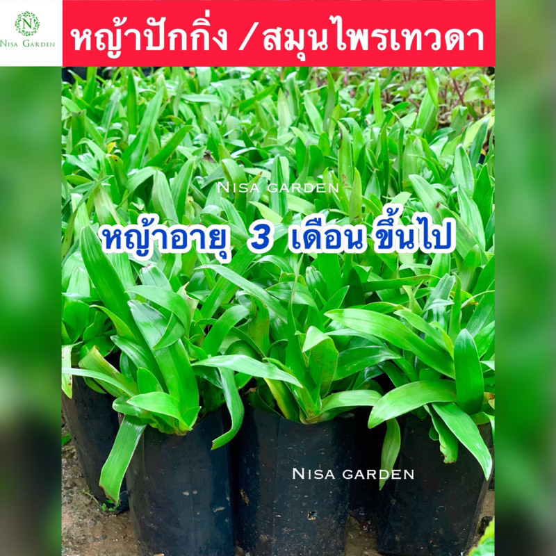 Nisa Garden หญ้าปักกิ่ง สมุนไพรเทวดา ซื้อ 5 แถมฟรี 1 อายุ 3-4 เดือน ส่งพร้อมถุงดำ