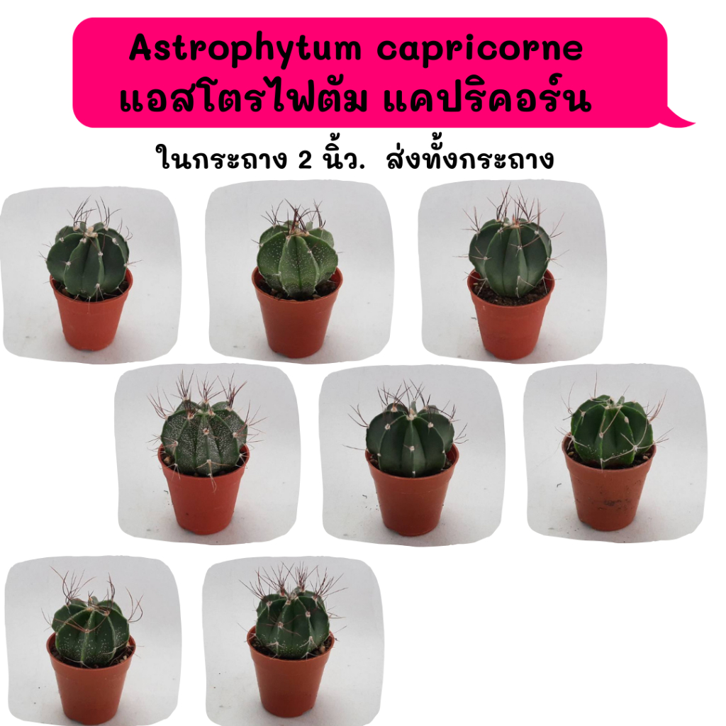 Astrophytum capricorne แอสโตรไฟตัม แคปริคอร์น ไม้เมล็ด cactus กระบองเพชร แคคตัส กุหลาบหิน พืชอวบน้ำ