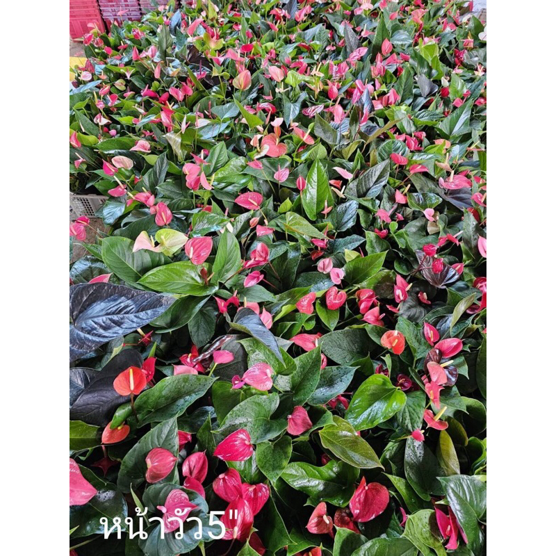 ต้นหน้าวัว กระถาง 5” ฟอร์มสวย ทรงกอ คละสี