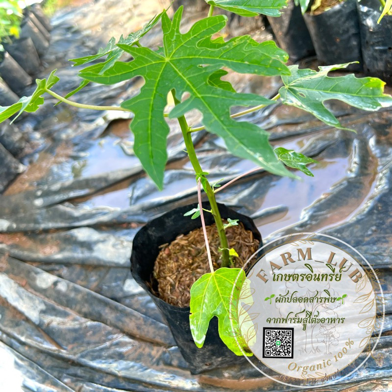 มะละกอ สายพันธุ์ ฮอลแลนด์ ต้นเตี้ย ผักสวนครัว Organic100%