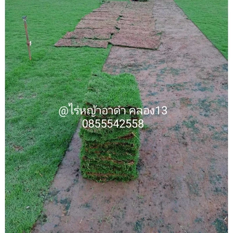 หญ้าญี่ปุ่น 1 แผ่น ขนาด 50x100 ซม./แผ่น สด หญ้าปูสนาม หญ้าจริง หญ้าญี่ปุ่น