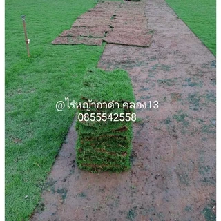 หญ้าญี่ปุ่น 1 แผ่น ขนาด 50x100 ซม./แผ่น สด หญ้าปูสนาม หญ้าจริง หญ้าญี่ปุ่น