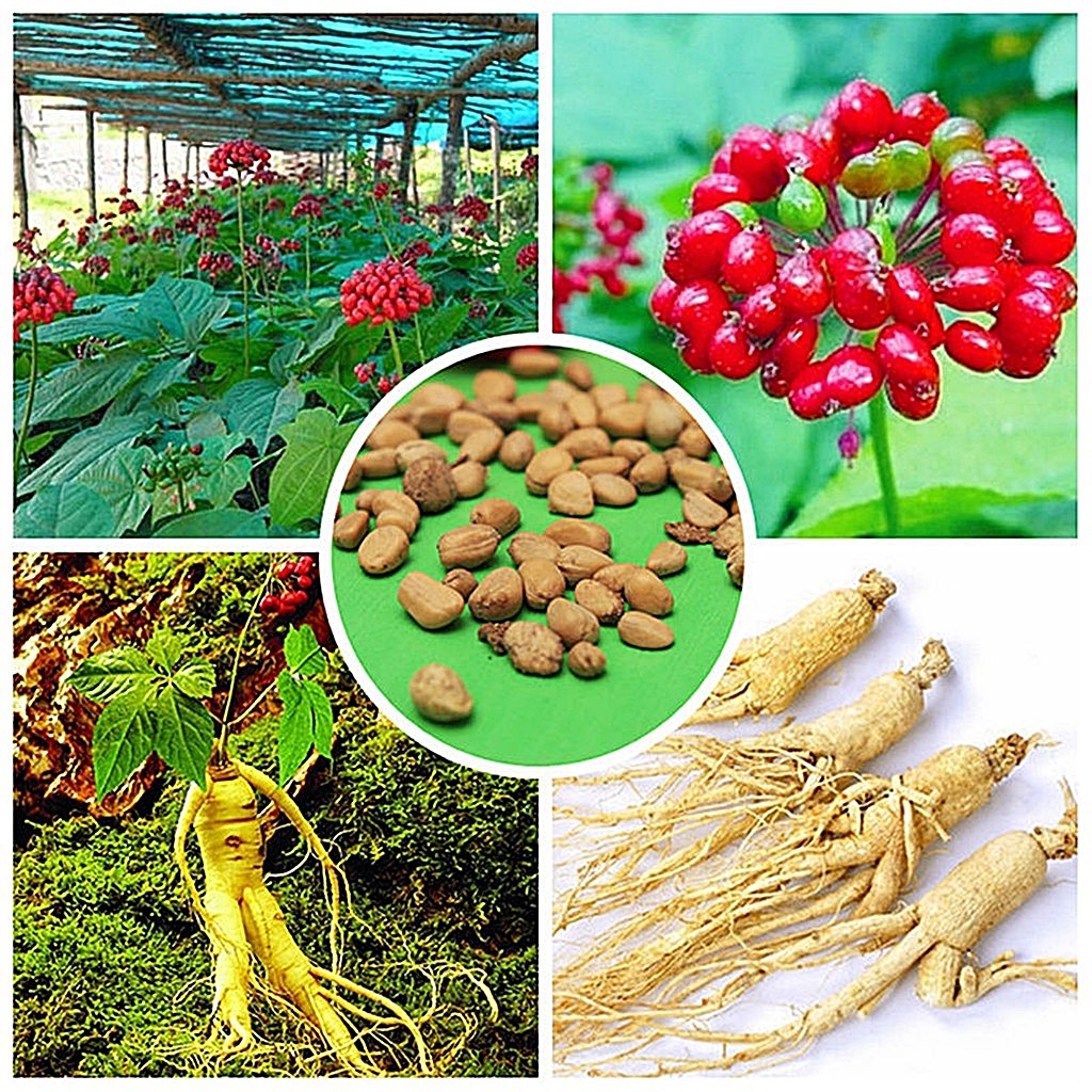 ขายส่ง 100 เมล็ด เมล็ดโสมเกาหลี Korean ginseng seeds สมุนไพรโบราณ ราชันย์แห่งหมู่มวลสมุนไพร เครื่องดื่มเพื่อสุขภาพ โสมคน