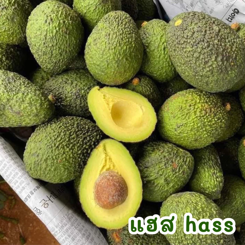 พร้อมส่ง‼️(1KG) อโวคาโด้ แก่จัด avocado🥑 แฮส hass TA21 034 แฮส บูท7 บัคคาเนีย
