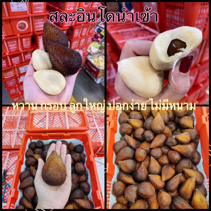 สละอินโดแท้ นำเข้า (1kg)หวานกรอบ ปอกง่ายไม่มีหนาม พร้อมส่ง