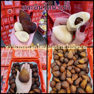 สละอินโดแท้ นำเข้า (1kg)หวานกรอบ ปอกง่ายไม่มีหนาม พร้อมส่ง