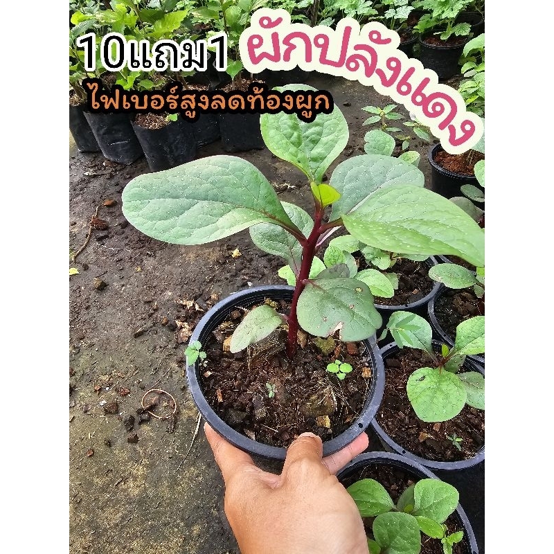 ต้นผักปลังแดง ผักสวนครัว แก้ท้องผูก สมุนไพร ผักสลัด ดิน หิน ปุ๋ย กระถาง เมล็ดพันธุ์ ต้นไม้ ใบ ฟิกอากาศ พื้นบ้าน บำรุงไต