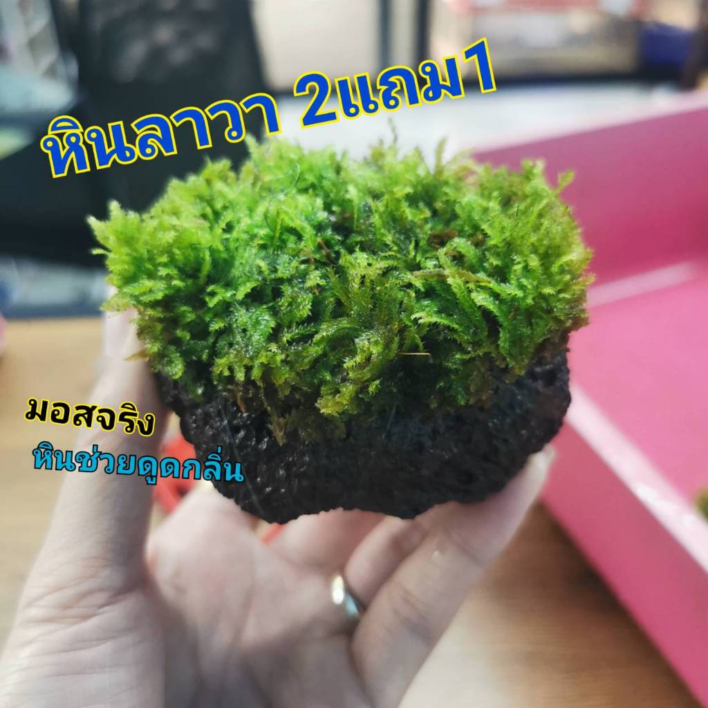 มอส (เกาะ หินลาวา) 2แถม1
