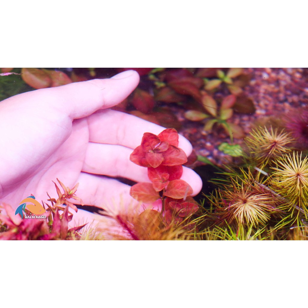 ต้นไม้น้ำ ลัดวิเจีย โอวาลิส ludwigia ovalis