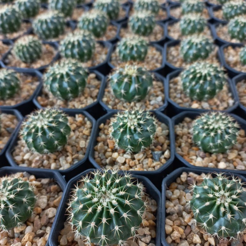 เมโลแคคตัส (Melocactus) ในกระถาง 2 นิ้ว ถอดกระถางส่ง (ขั้นต่ำ 50 บ. คละได้ทั้งร้าน)
