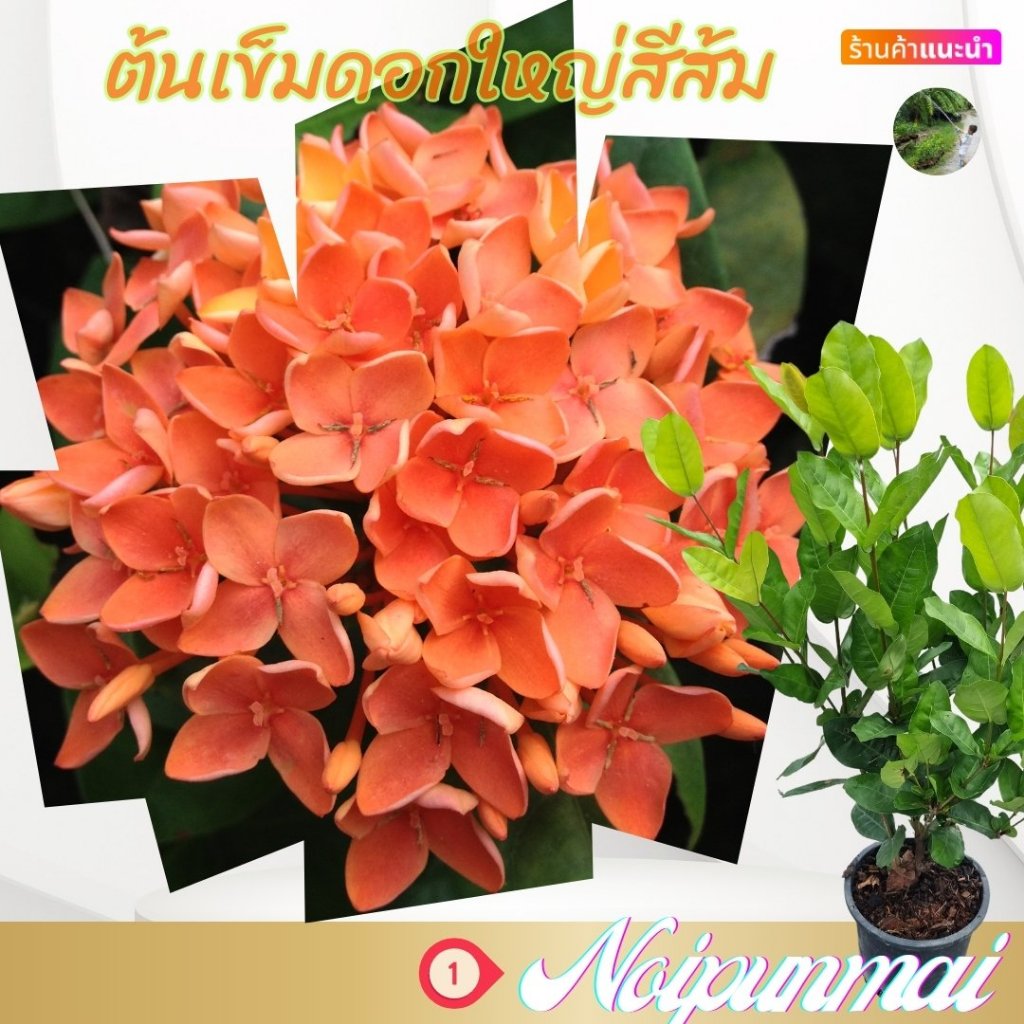 ต้นเข็มดอกใหญ่ ดอกสีส้มโอรส กระถาง 6 นิ้ว(ขั้ต่ำ 2 ต้น)(ส่งพร้อมกระถาง)