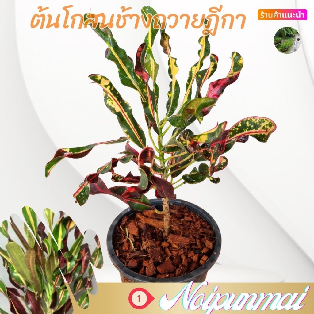 ต้นโกสนช้างถวายฎีกา กระถาง 6 นิ้ว