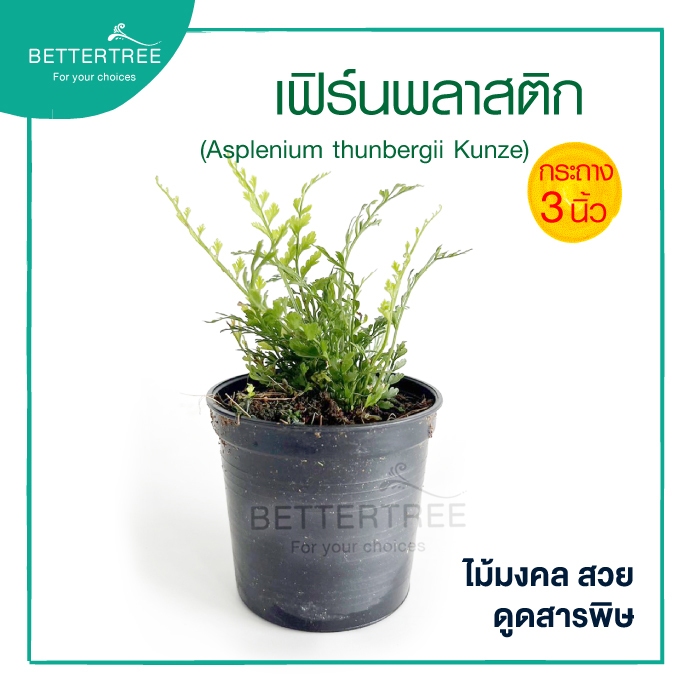 เฟิร์นพลาสติก กระถาง 3 นิ้ว ต้นไม้ฟอกอากาศ