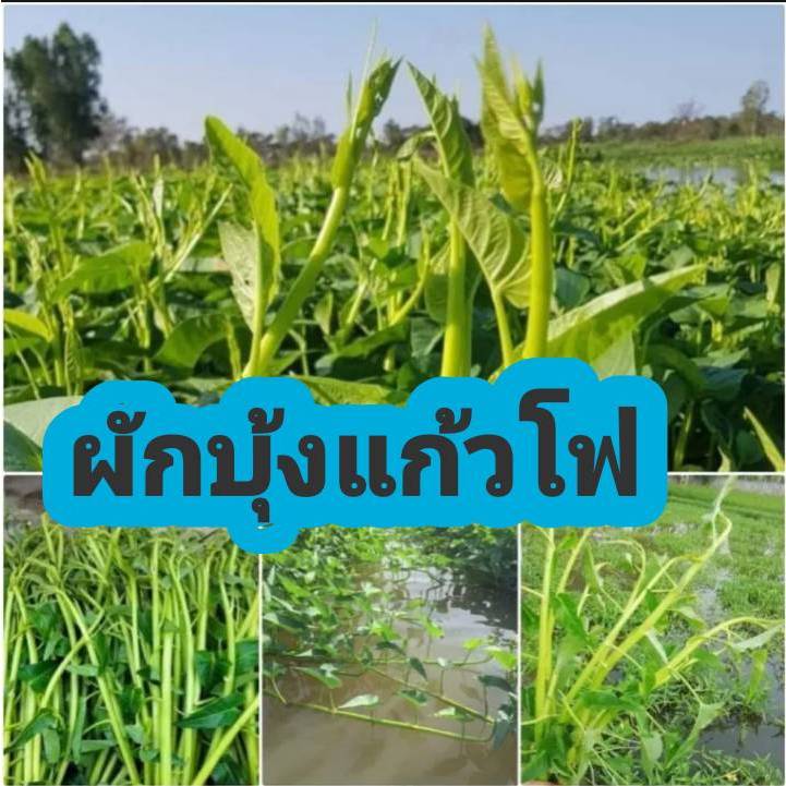 เมล็ดผักบุ้งแก้วโฟ ลำต้นอวบหวาน กรอบ ไม่เหนียว1ซองบรรจุ400-600เมล็ดแถมปุ๋ยบำรุงหลังปลูก