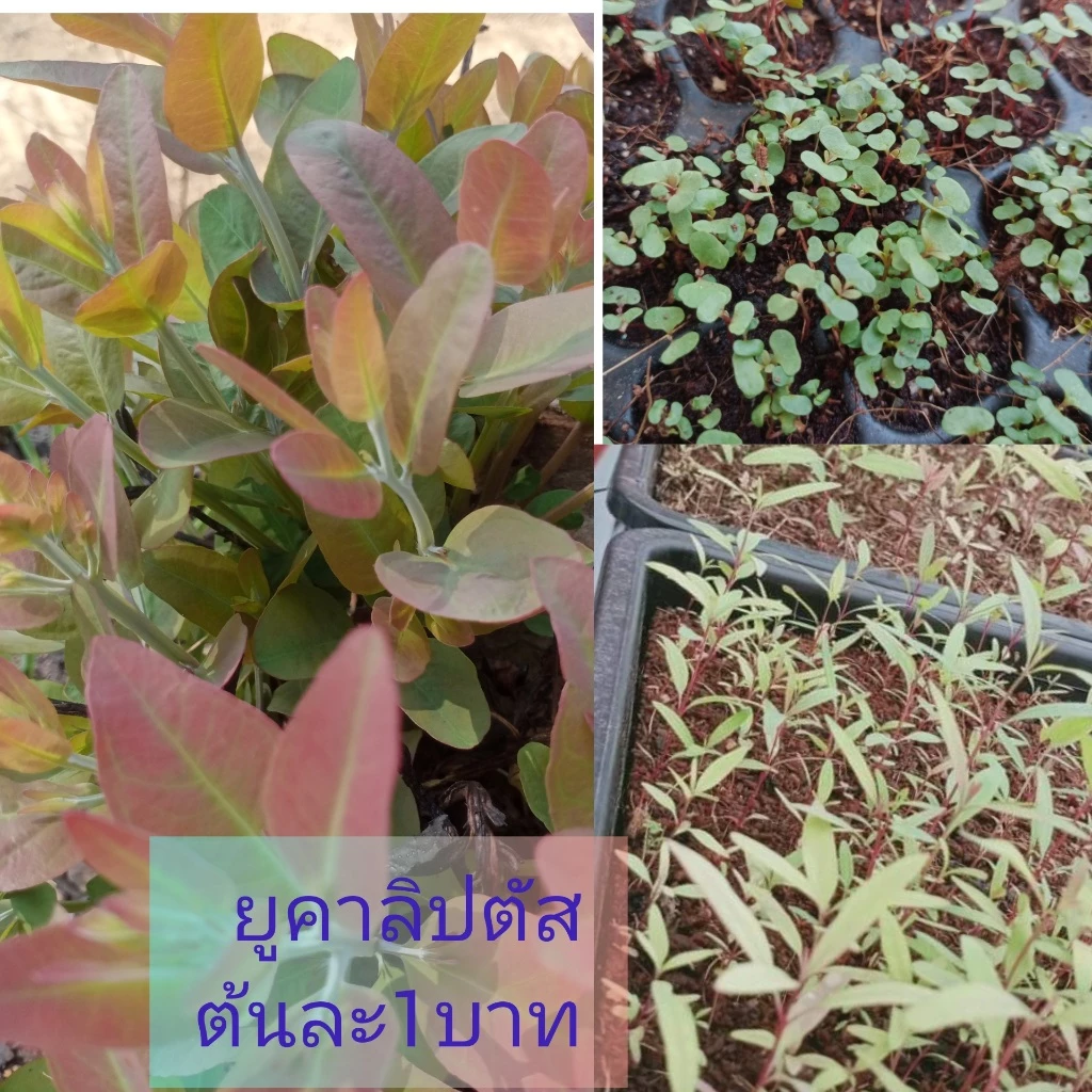 ต้นกล้ายูคาลิปตัสชุด200ต้นพันธุ์ออสเตรเลียเค7