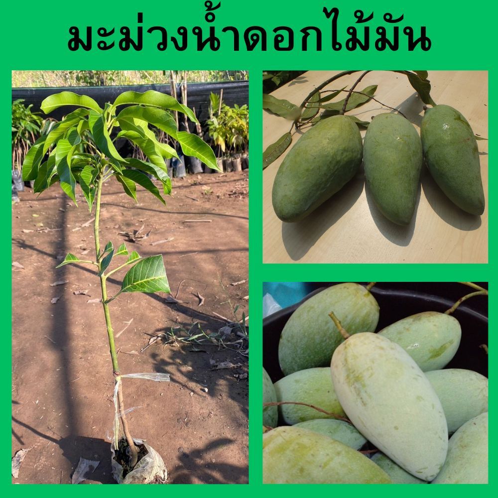 ต้นมะม่วงน้ำดอกไม้มัน เสียบยอด  ความสูง 45-50 ซม.🌱(1 ต้น) ปลุกง่าย โตเร็ว