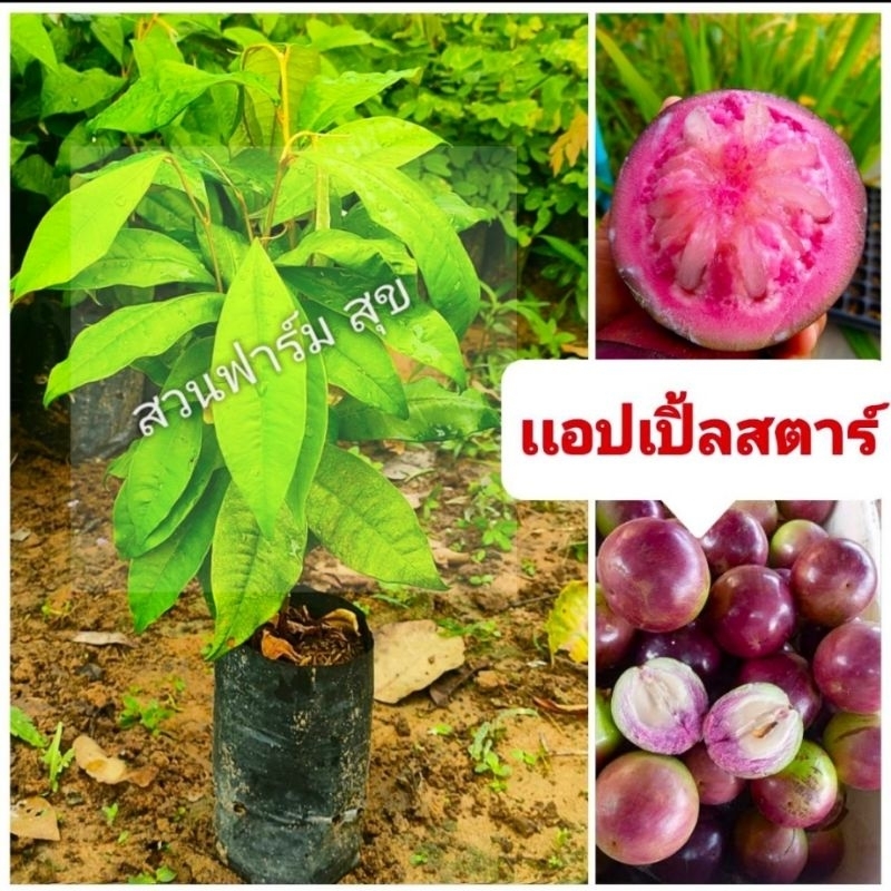 แอปเปิ้ลสตาร์ ,หมากน้ำนม ผลไม้หายาก รสชาติอร่อย( พันธุ์ผลใหญ่สีม่วง)มีสารต้านอนุมูลอิสระที่มีประโยชน์ต่อร่างกาย
