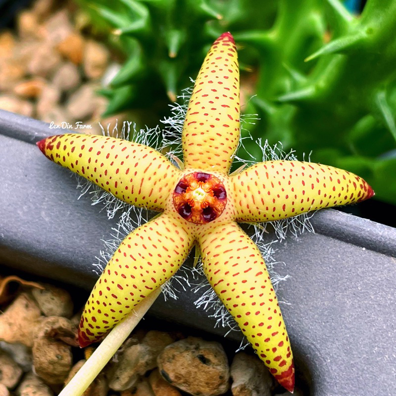 เก๋งจีนสวยๆ Orbea maculata ssp. maculata ไม้อวบน้ำดอกสวยๆ