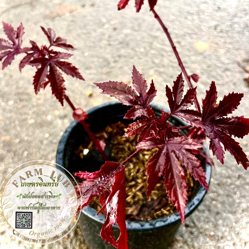 ชบาเมเปิ้ล ต้นชบาเมเปิ้ล cranberry hibiscus, African rosemallow ดอกไม้ทานได้ Organic100% ส่งในกระถาง6นิ้ว