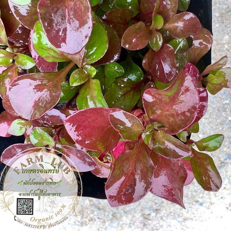 ผักวอเตอร์เครสแดง Red Watercress วอเตอร์เครสญี่ปุ่น ผักน้ำ ผักสวนครัว Organic100% - รูปที่ 2