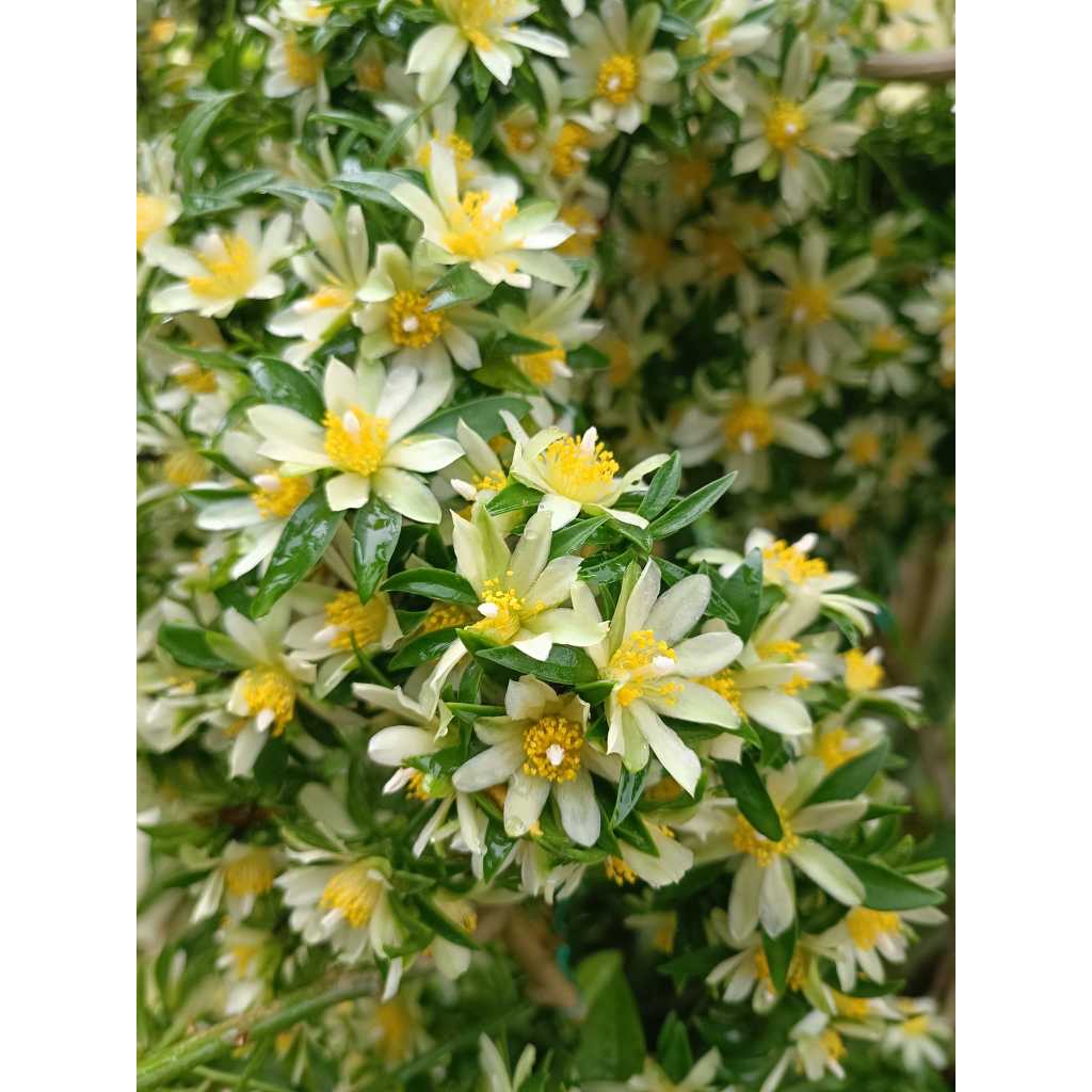 มะนาวเถา บาเบโดส ต้นตามตัวอย่าง