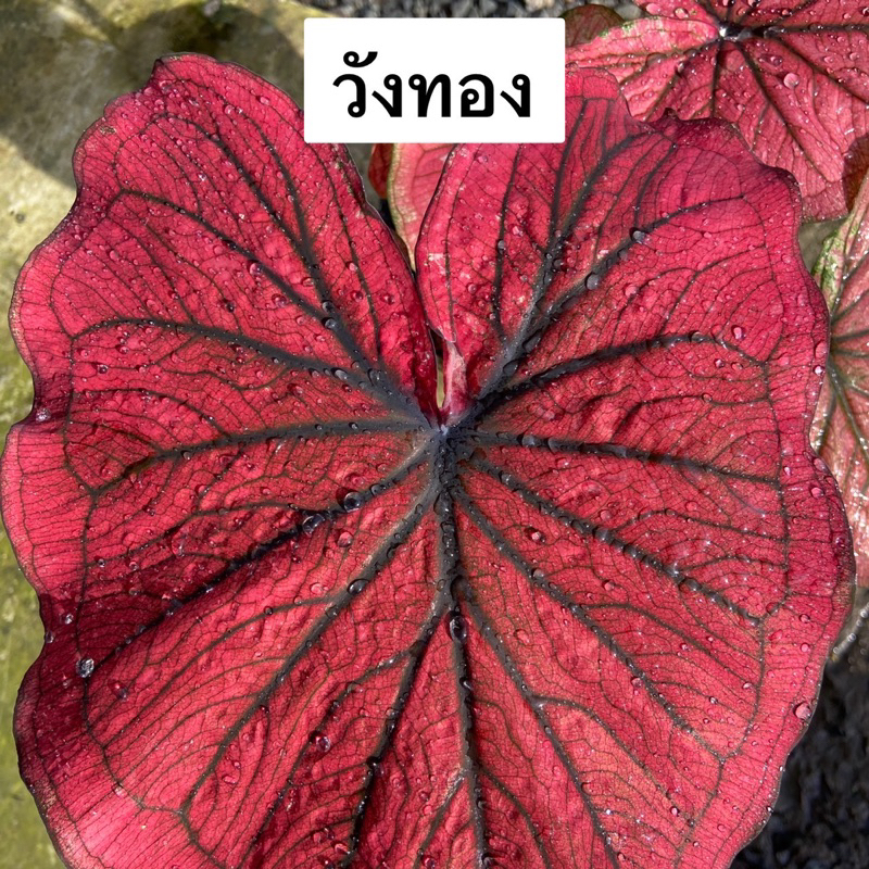 วังทอง บอนสี บอนสีเก่า บอนสีโบราณ ฟอร์มสวย แข็งแรง ไม่ยืด กระถาง 4 นิ้ว
