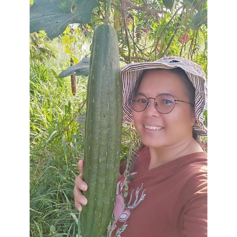 บวบหอมยาว​ยักษ์​ เมล็ด​พันธ์​1ชุด​50​บาท​บรรจุ100เมล็ด​