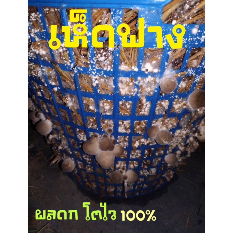 ก้อนเชื้อเห็ดฟางคุณภาพดี5ก้อน90บาท