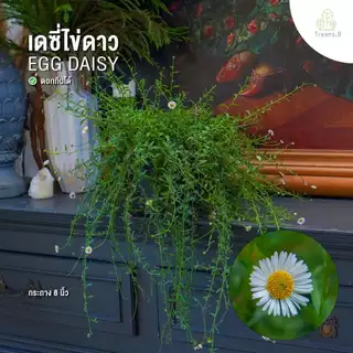 Treeno.9 รวมเดซี่ Daisy ดอกไม้รับประทานได้ กระถางแขวน 8 นิ้ว สูง 25-50 ซม. ไม้ประดับ ไม้ดอก ไม้จัดสวน