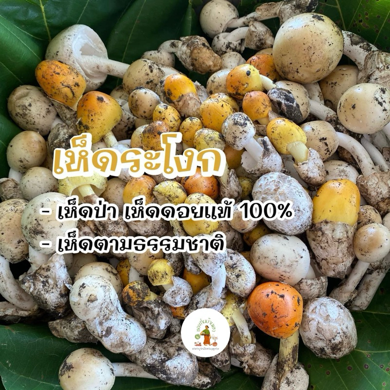 เห็ดระโงก เห็ดขหล่านขเหลืองคนเหนือ