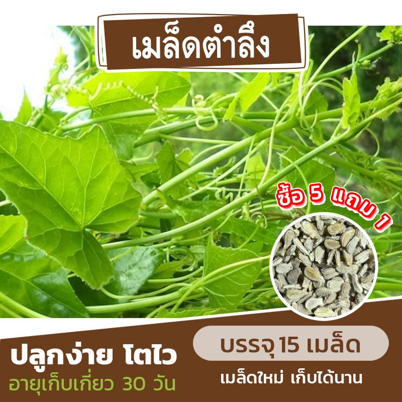 เมล็ดตำลึง ยอดตำลึง ผักแคบ แบ่งขาย 15 เมล็ด (ซื้อ 5 แถม 1) คละชนิดได้