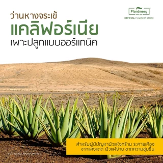 แพลนท์เนอรี่ เจลว่านหางจระเข้ อโล เวล่า ซูทติ้ง เจล บำรุงผิวหน้าและผิวกาย Plantnery Aloe Vera Soothing Gel 280ml.