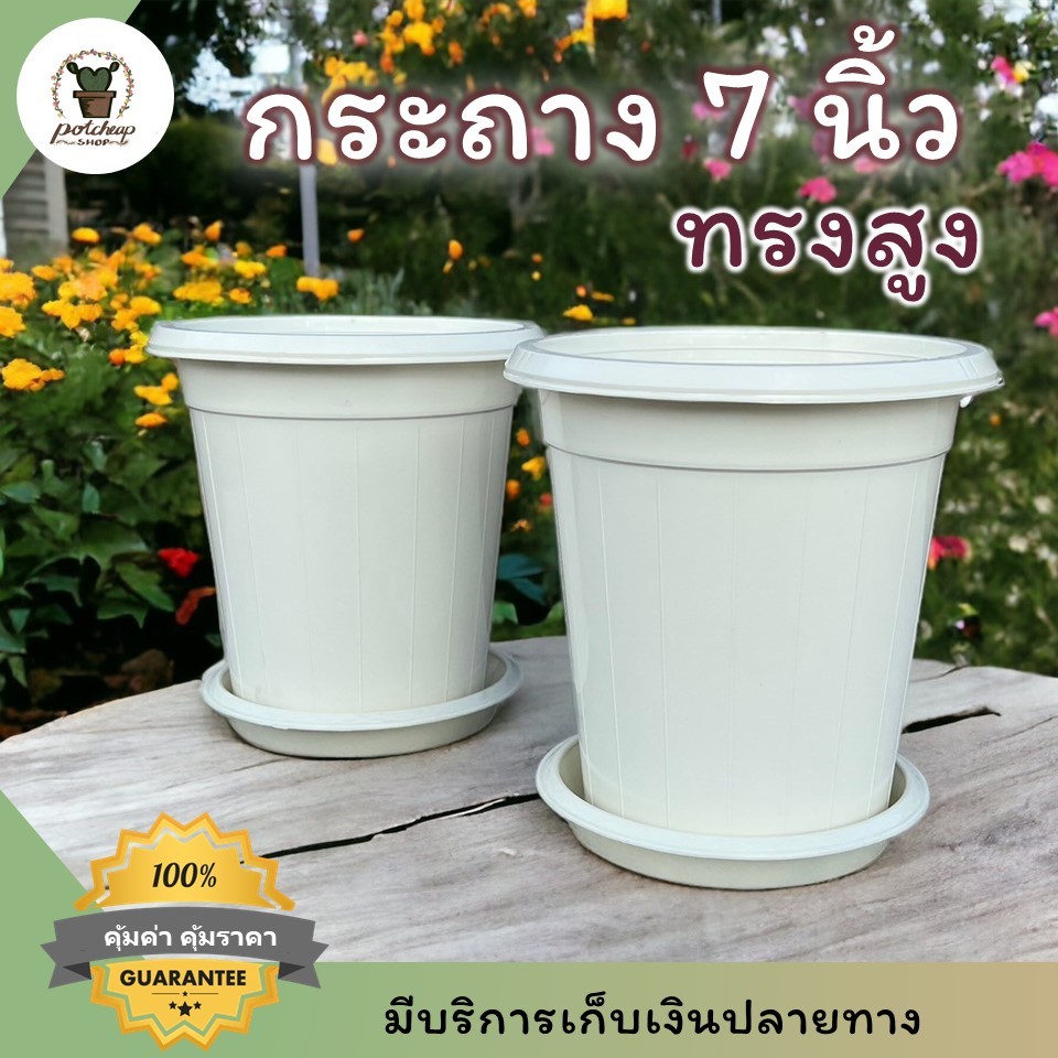 กระถางทรงสูง 7 นิ้วพร้อมจานรองสีขาว ใส่คาราลิลลี่ เยอบีร่า ไฮเดรนเยีย – โปรปัง