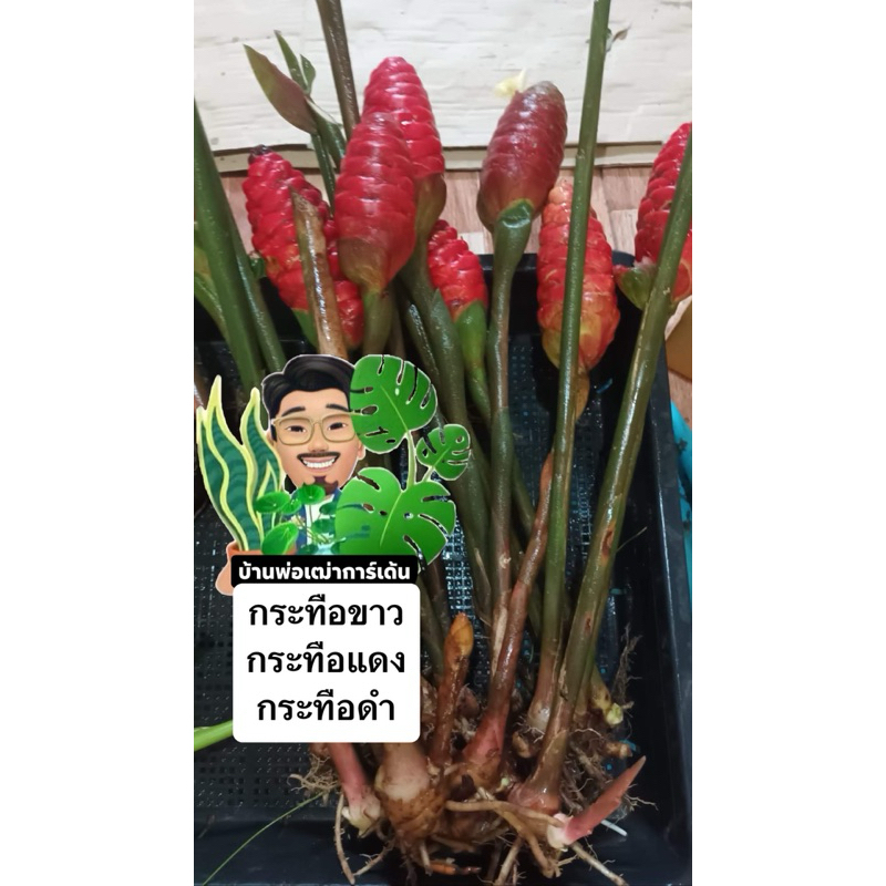 ทือแดง🌺ทือขาว❄️ ทือดำ ต้นไม้สวย น่าปลูกทานได้