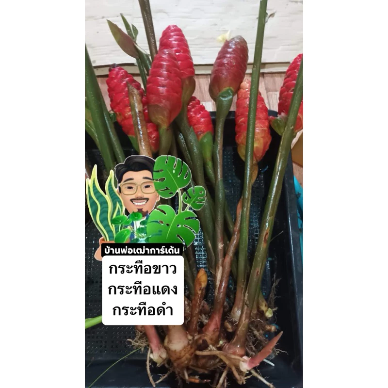 ทือแดง🌺ทือขาว❄️ ทือดำ ต้นไม้สวย น่าปลูกทานได้